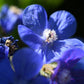 100 BLUE ITALIAN ALKANET Anchusa Capensis Flower Seeds