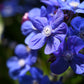 100 BLUE ITALIAN ALKANET Anchusa Capensis Flower Seeds