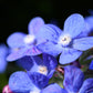 100 BLUE ITALIAN ALKANET Anchusa Capensis Flower Seeds