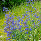 100 BLUE ANGEL ANCHUSA (Summer Forget Me Not) Anchusa Carpensis Flower Seeds