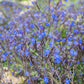 100 BLUE ANGEL ANCHUSA (Summer Forget Me Not) Anchusa Carpensis Flower Seeds