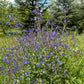 100 BLUE ANGEL ANCHUSA (Summer Forget Me Not) Anchusa Carpensis Flower Seeds