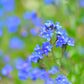 100 BLUE ITALIAN ALKANET Anchusa Capensis Flower Seeds