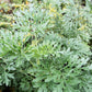 500 ABSINTHE WORMWOOD Common Artemisia Absinthium Green Ginger Herb Flower Seeds