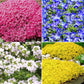 5 Types Of Seeds,Mix Creeping Thyme Seeds Ground Cover For Planting,Heirloom Non-GMO Thyme Purple, White, Red, Yellow Beautiful Perennial Flower