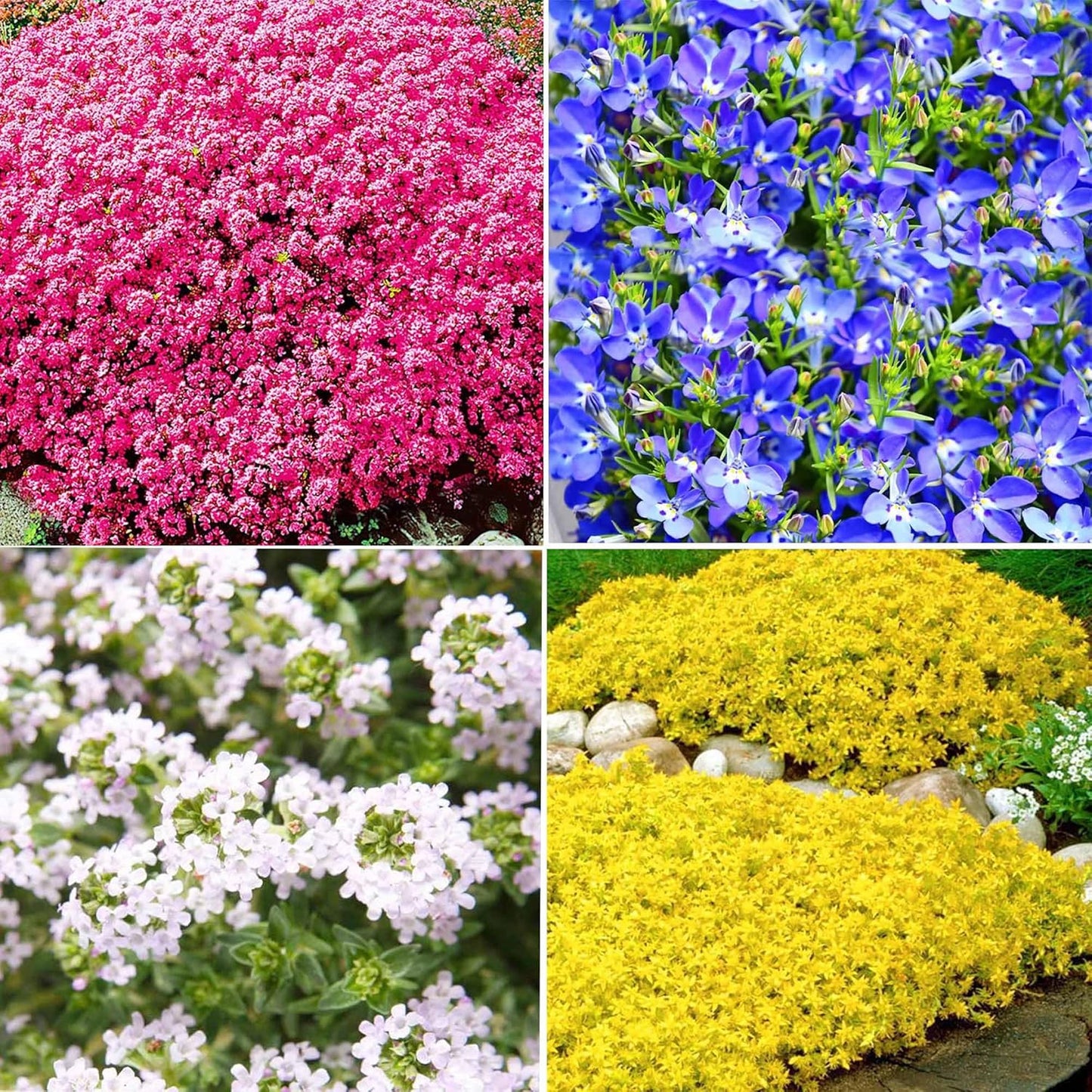 5 Types Of Seeds,Mix Creeping Thyme Seeds Ground Cover For Planting,Heirloom Non-GMO Thyme Purple, White, Red, Yellow Beautiful Perennial Flower