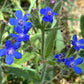 100 BLUE ITALIAN ALKANET Anchusa Capensis Flower Seeds