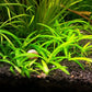 Narrowleaf Sagittaria