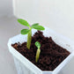 Adenium Obesum 'Desert Rose' Seeds