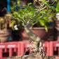 Adenium Obesum 'Desert Rose' Seeds