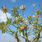 Adenium Obesum 'Desert Rose' Seeds