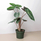 Alocasia Dragón Rosa