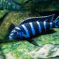 Chindongo demasoni  Demasoni Cichlid