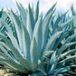 Agave Americana - 15 Seeds - Century Succulent Seeds Cactus Perennial Plant Garden