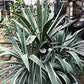 Agave Americana - 15 Seeds - Century Succulent Seeds Cactus Perennial Plant Garden