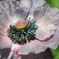 100 MOTHER Of PEARL POPPY Mix Papaver Rhoeas Shirley Flower Seeds Mixed Colors
