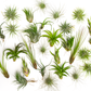 Tillandsia Air plant pack 10, 15, 25, 30