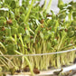 Alfalfa Seeds – Organic Sprouting Seeds – Non-Gmo Premium Alfalfa Seeds – Rich in Vitamins, Minerals, Fiber