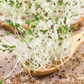 Alfalfa Sprout – 500 Seeds