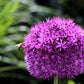 20 STAR OF PERSIA ALLIUM Christophii Silvery Amethyst Purple Flower Seeds
