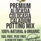 Alocasia - Colocasia - Caladium Premium Potting Mix