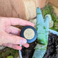Aloe Mix Seeds