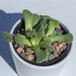 Aloinopsis Seed Mix