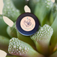 Aloinopsis Seed Mix