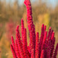 100 Tricolor EARLY SPLENDOR AMARANTHUS Hypochondricus Flower Seeds