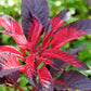 100 Tricolor EARLY SPLENDOR AMARANTHUS Hypochondricus Flower Seeds