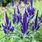 200 BLUE BOUQUET VERONICA Spicata Spike Speedwell Herb Flower Seeds