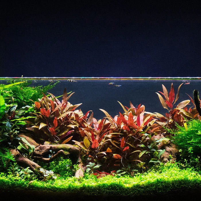 Alternanthera Reineckii "mini" (6+ stems)