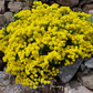Basket of Gold Alyssum – 100 Seeds