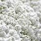 Carpet of Snow Sweet Alyssum – 250 Seeds