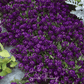 Oriental Nights Alyssum – 100 Seeds