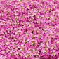 Pink Dwarf Sweet Alyssum – 250 Seeds