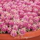 Pink Dwarf Sweet Alyssum – 250 Seeds