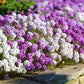 500 Sweet ALYSSUM PASTEL CARPET Mix Lobularia Maritima Flower Seeds