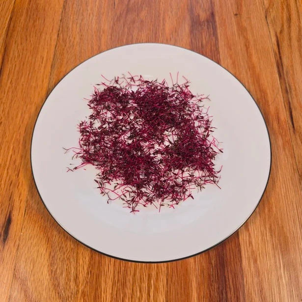 Amaranth (Garnet Red) Microgreens Seeds