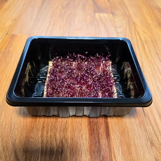 Amaranth (Garnet Red) Microgreens Seeds