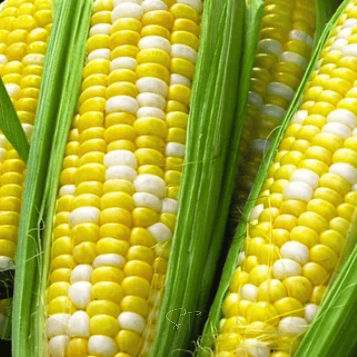 Ambrosia Corn – 30 Seeds – Orchid Stuff Plus