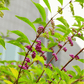 American Beautyberry – 30 Seeds