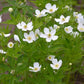 100 Anemone canadensis Seeds | Canada Anemone | Native Perennial Wildflower for Meadows, Pollinators & Garden Borders