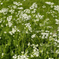 Anise – 100 Seeds
