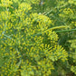 ANISE Seeds
