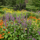 Anise Hyssop – 200 Seeds