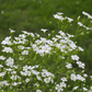Annual Baby’s Breath (Covenant Garden) – 500 Seeds