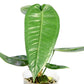 Anthurium timplowmanii
