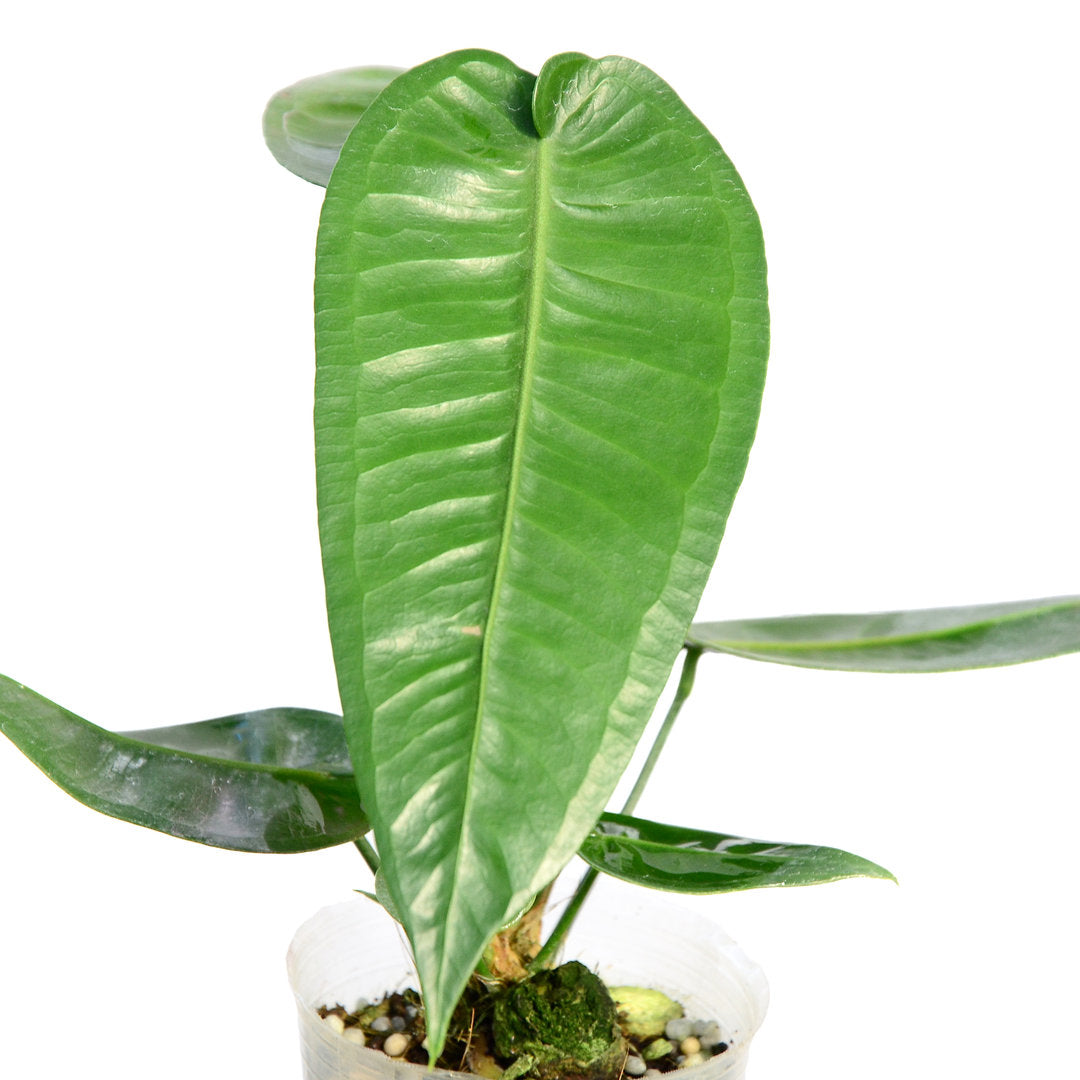 Anthurium timplowmanii