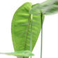 Anthurium timplowmanii
